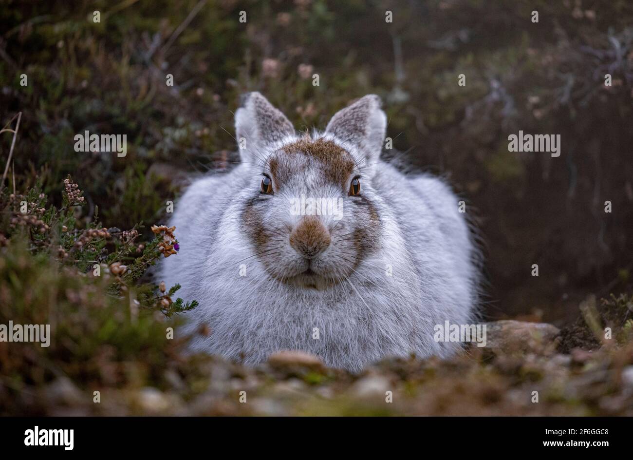 Mountain Hare, Cairngorms, Schottland Stockfoto