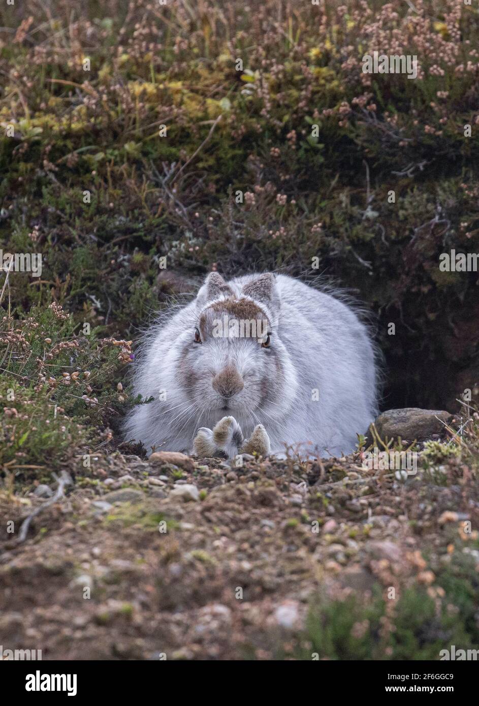 Mountain Hare, Cairngorms, Schottland Stockfoto