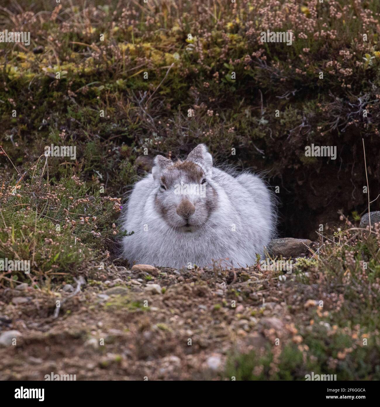 Mountain Hare, Cairngorms, Schottland Stockfoto