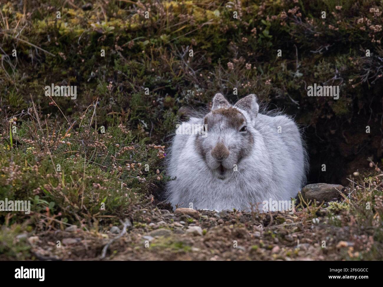 Mountain Hare, Cairngorms, Schottland Stockfoto