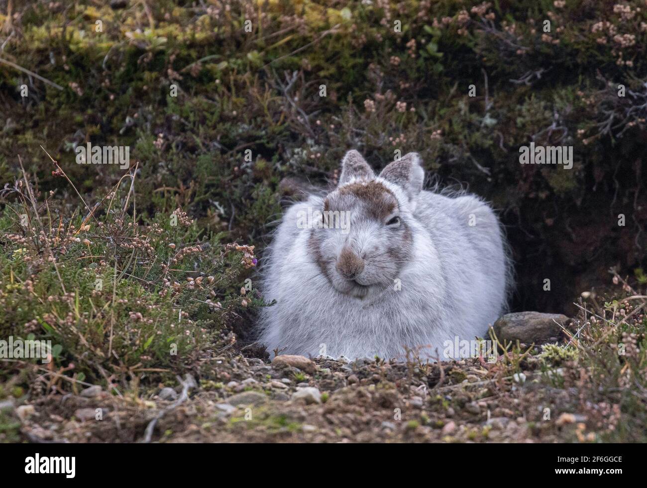 Mountain Hare, Cairngorms, Schottland Stockfoto