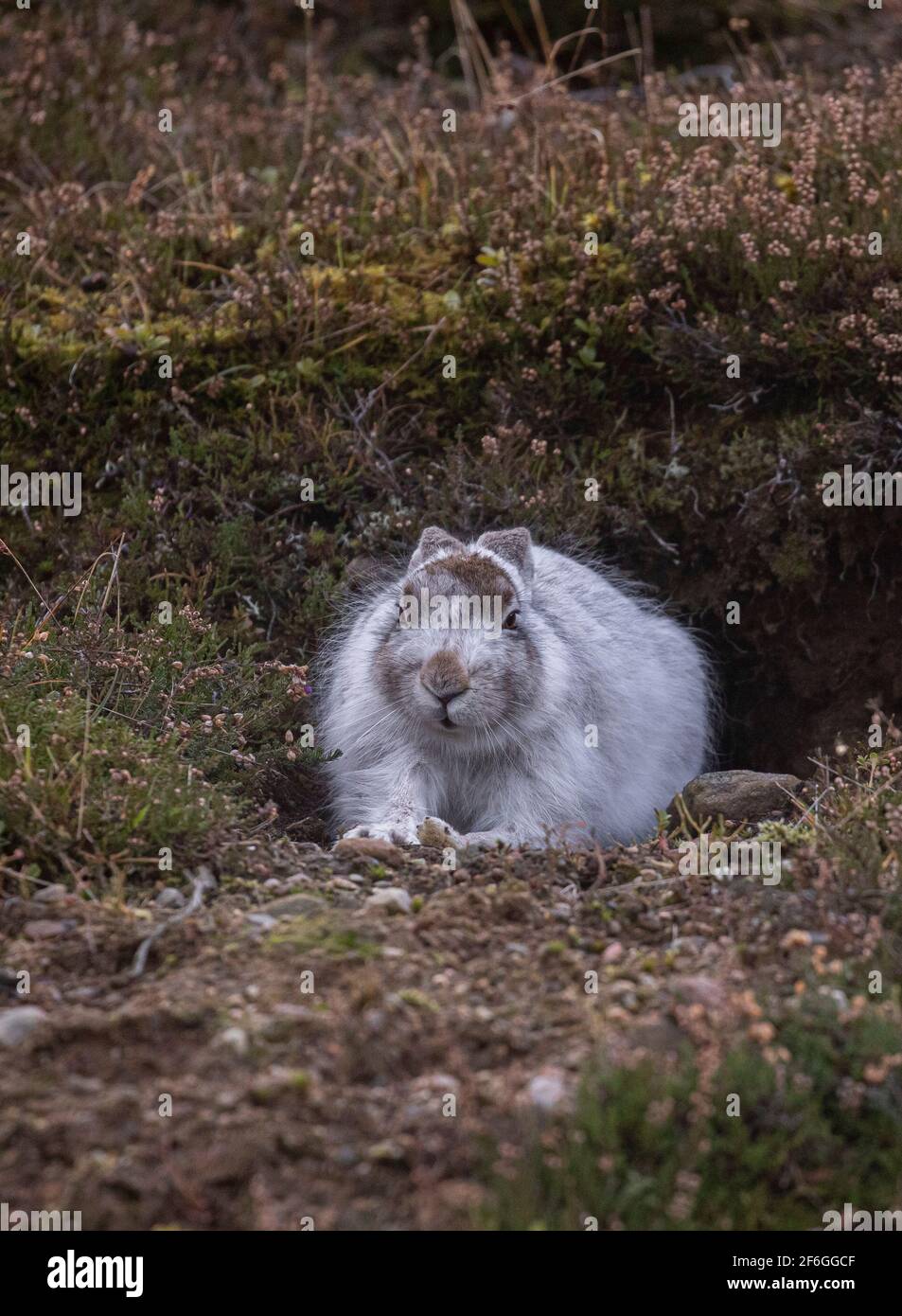 Mountain Hare, Cairngorms, Schottland Stockfoto