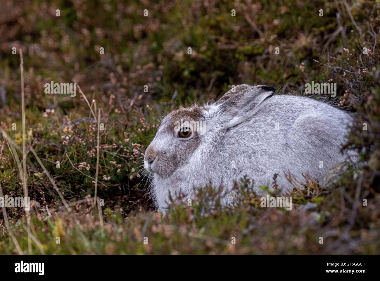 Mountain Hare, Cairngorms, Schottland Stockfoto
