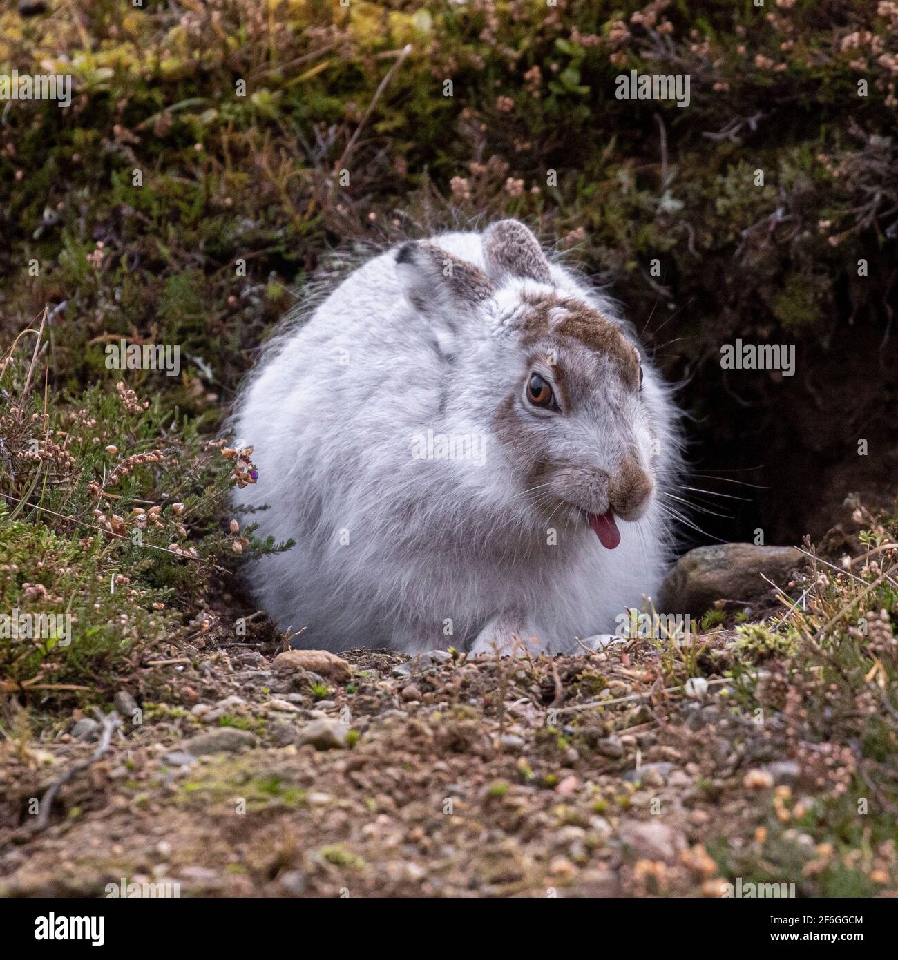 Mountain Hare, Cairngorms, Schottland Stockfoto