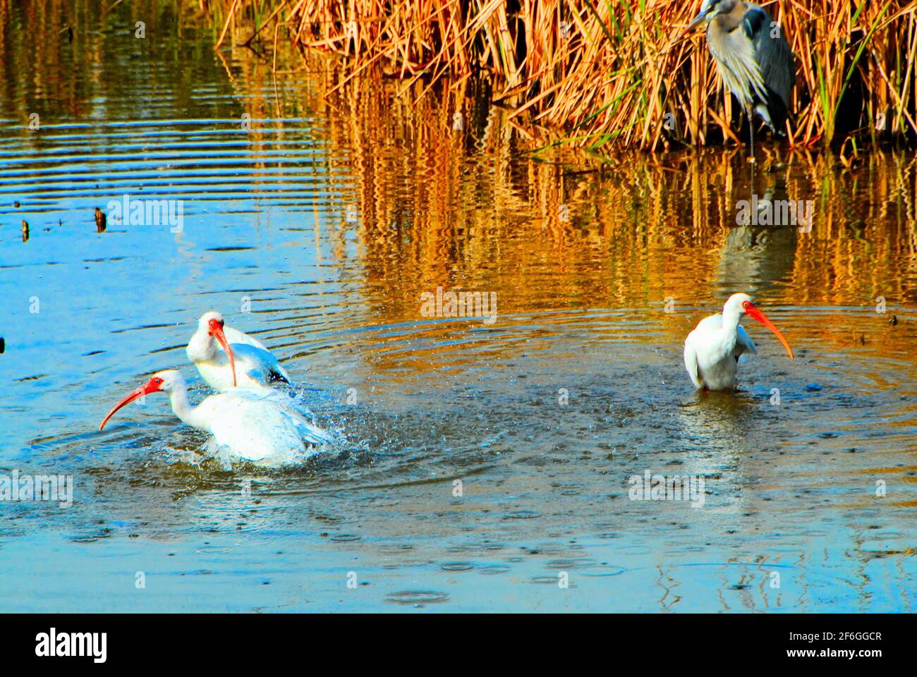 Im World Birding and Nature Center auf South Padre Island, Texas, USA, baden drei weiße Ibis-Vögel im Wasser. Stockfoto