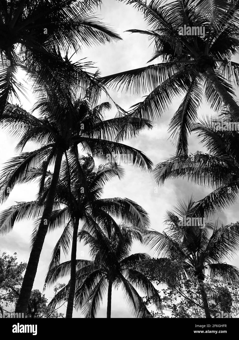 Schwarze und weiße Palmen gegen den Himmel Stockfoto