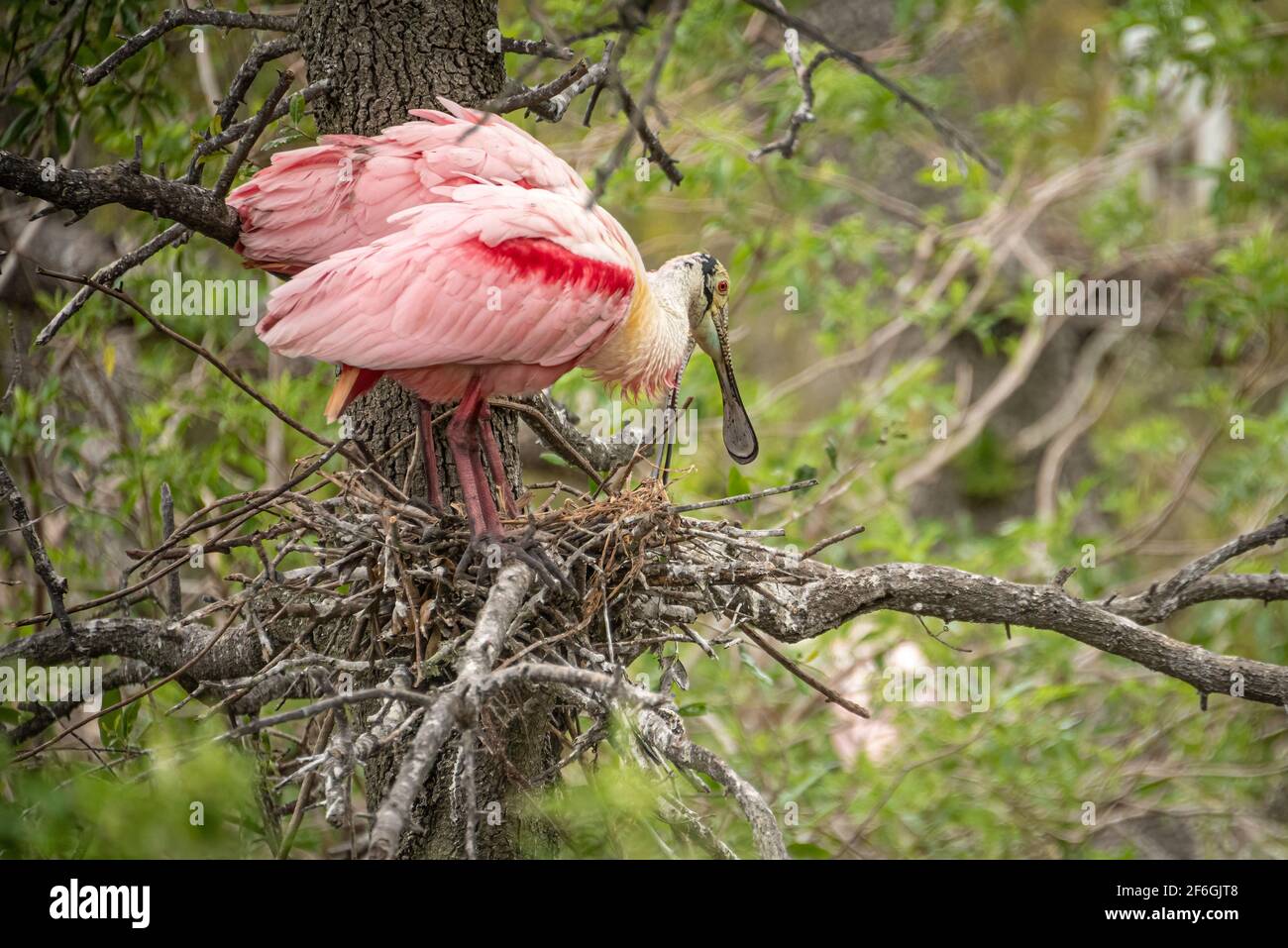 Paar Rosenlöffler (Platalea ajaja) auf ihrem Nest in St. Augustine, Florida. (USA) Stockfoto