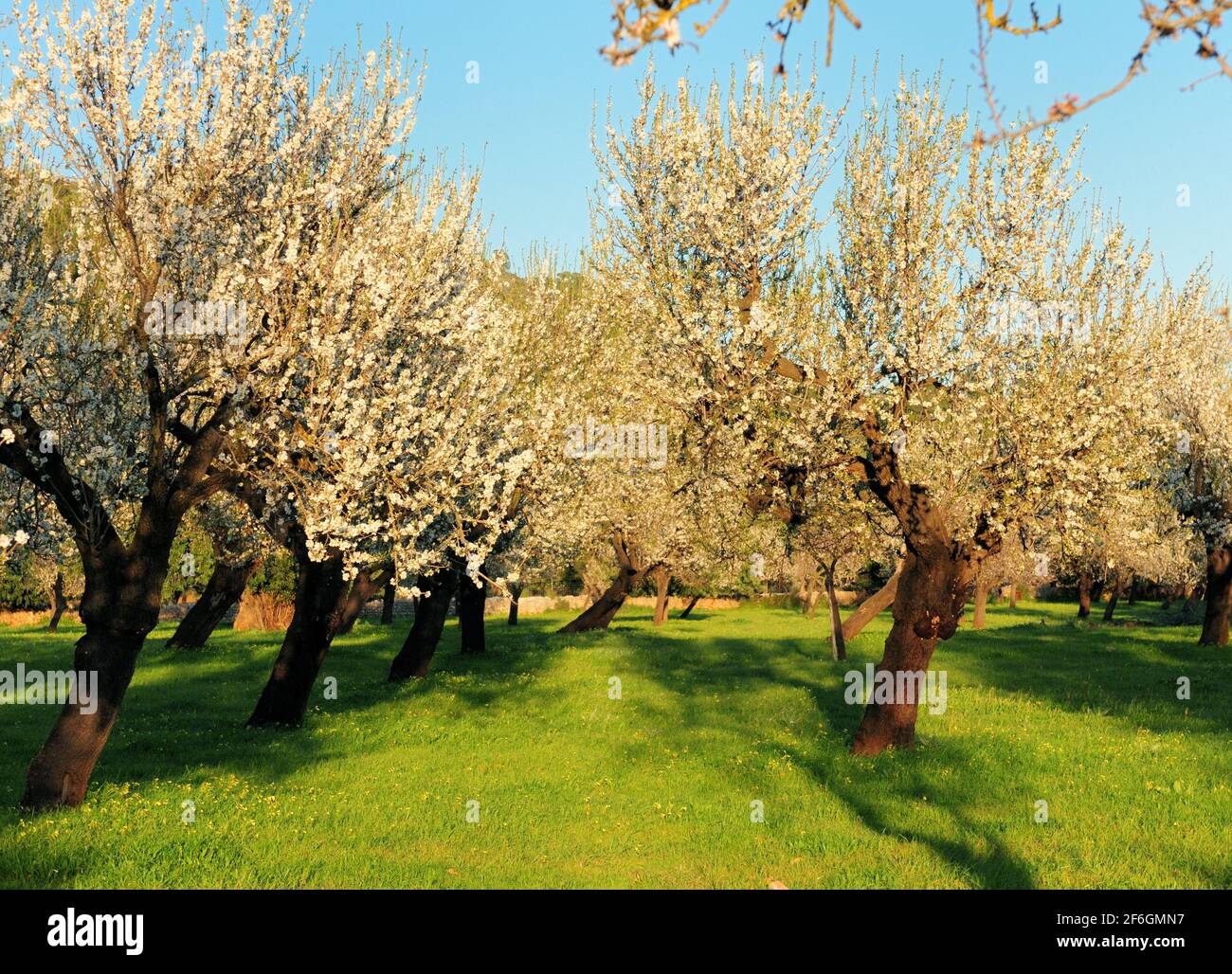 Reihen von krummen blühenden Mandelbäumen auf EINER Wiese Ein landwirtschaftliches Feld auf der Baleareninsel Mallorca während EINER Sonniger Tag Stockfoto