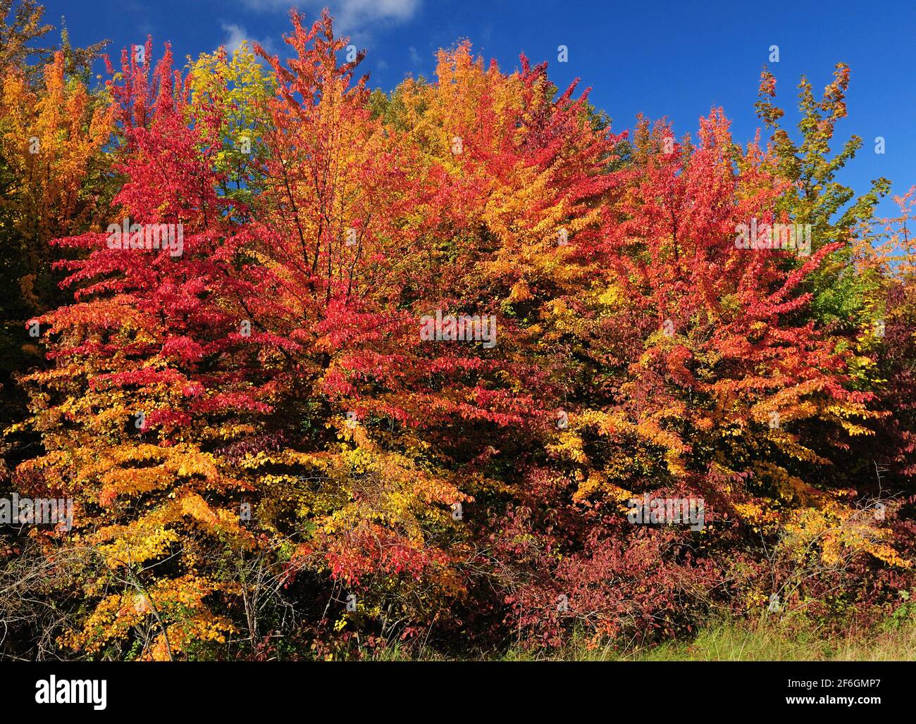 Bunte Herbstlaub Auf Den Laubbäumen Im Spessart Berge Deutschland an EINEM sonnigen Tag Stockfoto