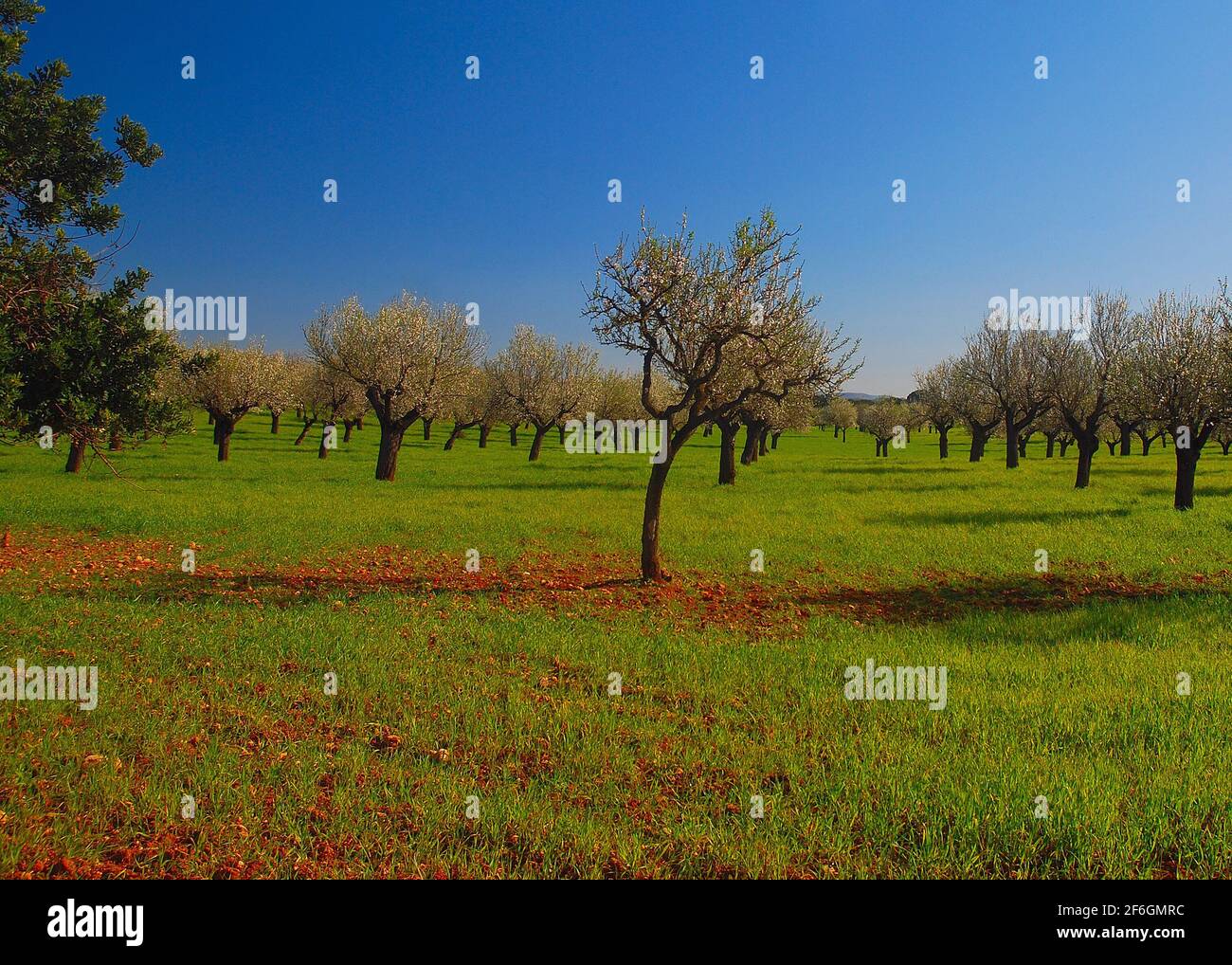Reihen von krummen blühenden Mandelbäumen auf EINER Wiese Ein Landwirtschaftliches Feld Mit Wildblumen Im Vordergrund Auf Dem Balearen Insel Mallorca während EINER Stockfoto