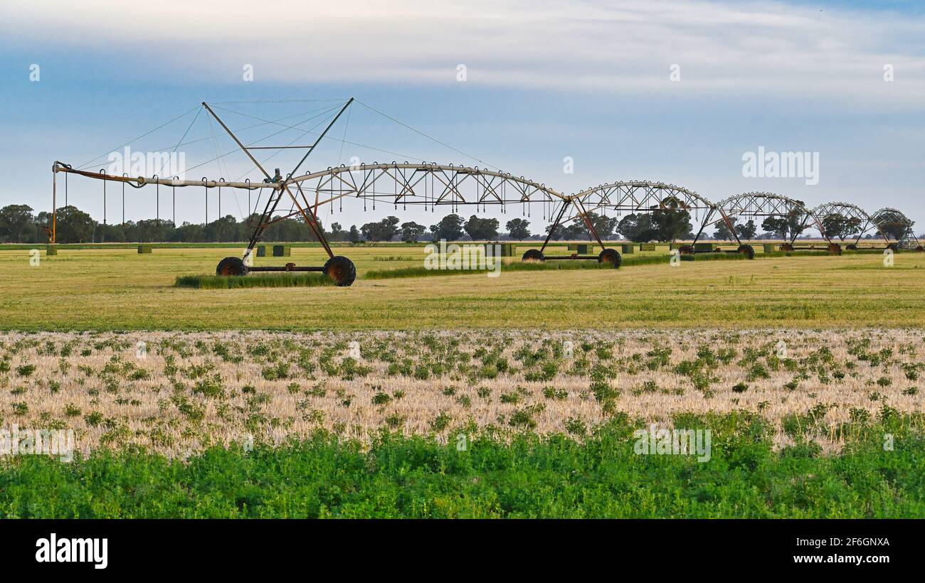 Zentriert schwenkbar in einem grünen Paddock Stockfoto