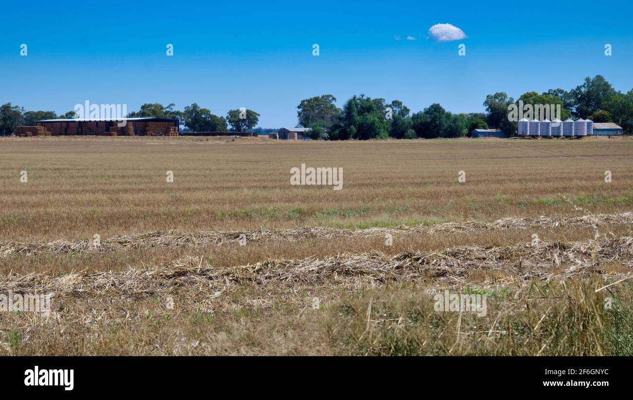 Blick über die Paddocks in der Nähe von Savernake Stockfoto