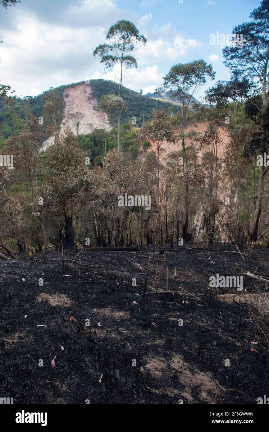 Doppelte Entwaldung - im Vordergrund die Landwirtschaft mit Brandrodung, eine Anbaumethode, bei der Pflanzen in einem Wald geschnitten und verbrannt werden, sowie Erdrutsch durch Regen und Erosion im Hintergrund. Nova Friburgo, Bundesstaat Rio de Janeiro, Brasilien. Stockfoto