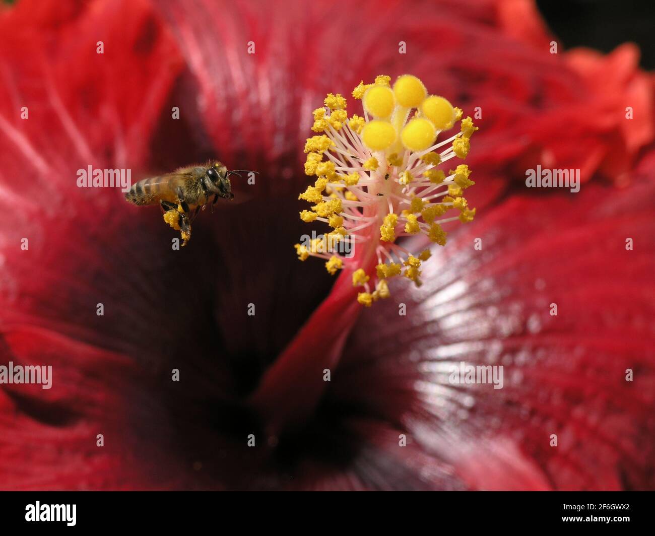 Bienenbestäubung, Brasilien. Stockfoto