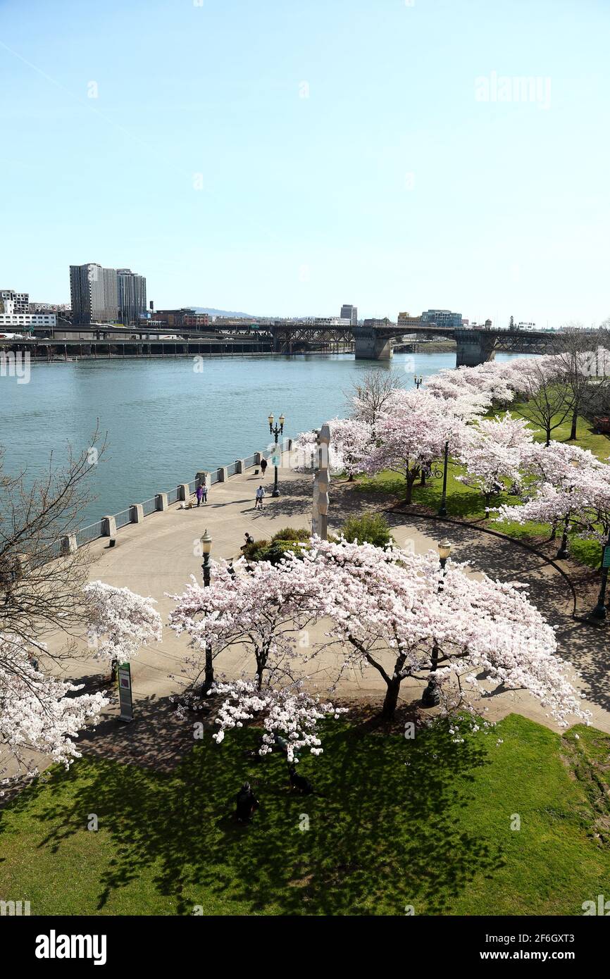 Editorial Image: Portland, Oregon - 31. März 2021: Kirschblüten an der Küste von Portland am Japanese American Historical Plaza. Stockfoto