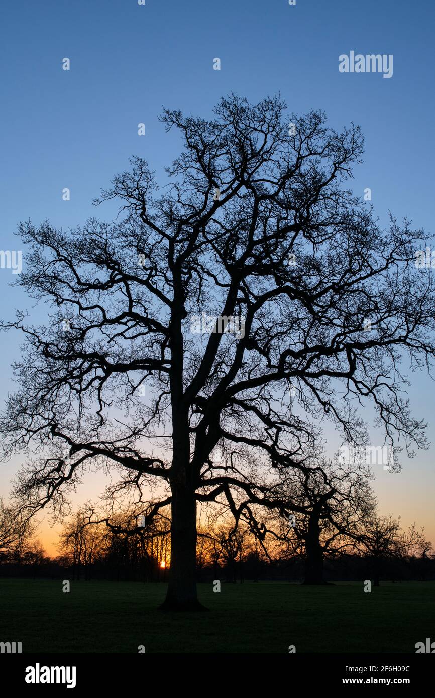 Silhouette Baum im frühen Frühjahr bei Sonnenaufgang. Schlosspark Blenheim. Woodstock, Oxfordshire, England Stockfoto