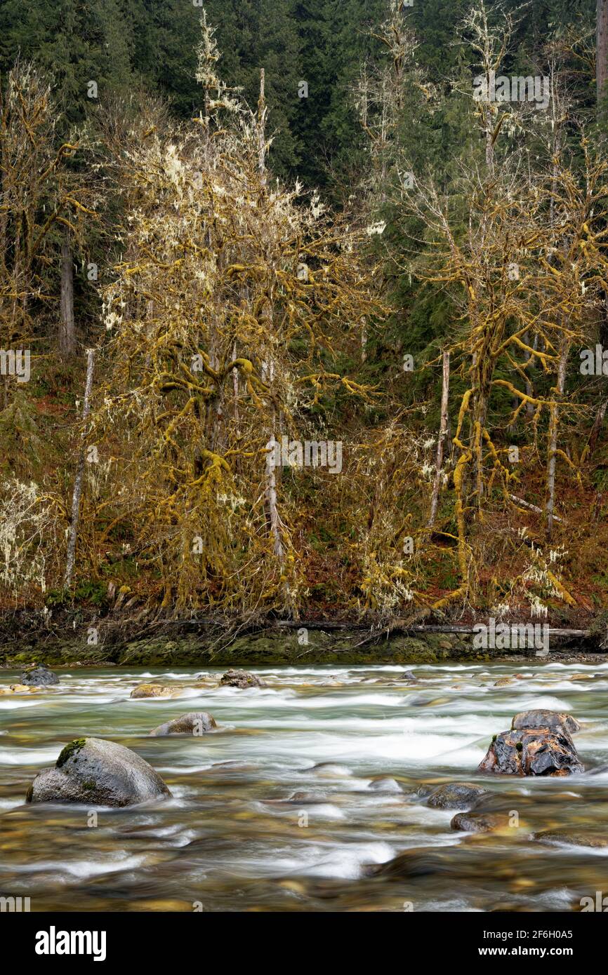 Sauk River, moosige Felsbrocken und mit Flechten bedeckte Bäume, Darrington, Snohomish County, Washington, USA Stockfoto
