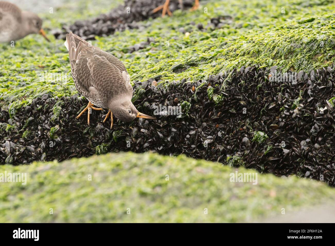 Purple Sandpiper (Calidris maritima), der unter Meeresmuscheln auf mit Algen bedeckten Felsen sucht, Long Island, New York Stockfoto