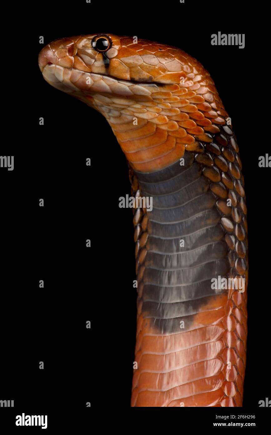 Die rote Spittkobra (Naja pallida) ist eine sehr giftige Schlangenart. Kann sein Gift mehrere Meter lang spucken. Gefunden in Ostafrika. Stockfoto