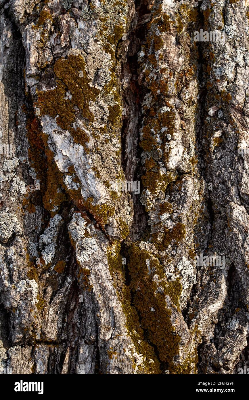 Alter trockener Stamm einer alten Eiche. Stockfoto