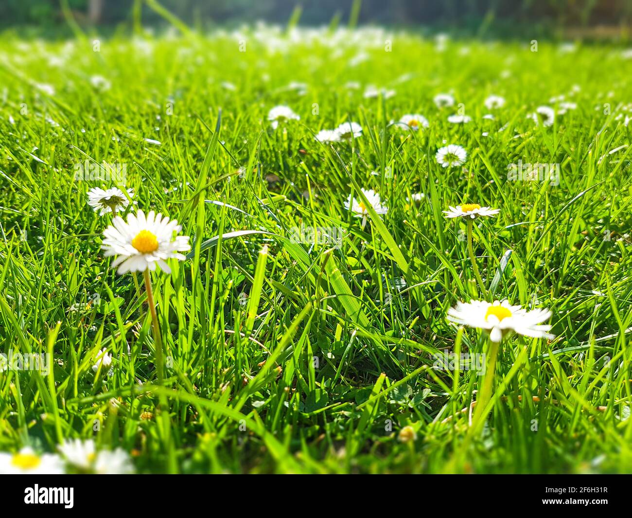 Rasengraswiese in grün gelb mit Gänseblümchen als Makro Nahaufnahme Bokeh Natur Garten Blumen Design Hintergrund Website ostern Sommerurlaub im Frühling Stockfoto