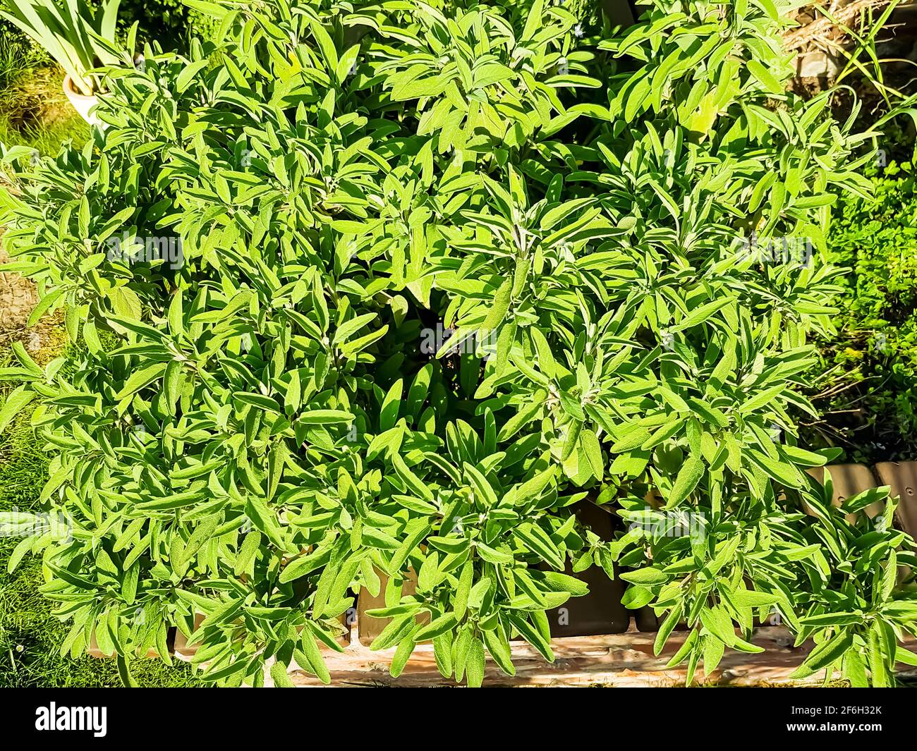 Hintergrund Vorlage Vorlage Blätter Bush Baum Hedge Üppig Grün Dicht Bewachsene Natur Umwelt Öko Ländliche Farmer Garten Park Evergreen Flora Blumen Stockfoto