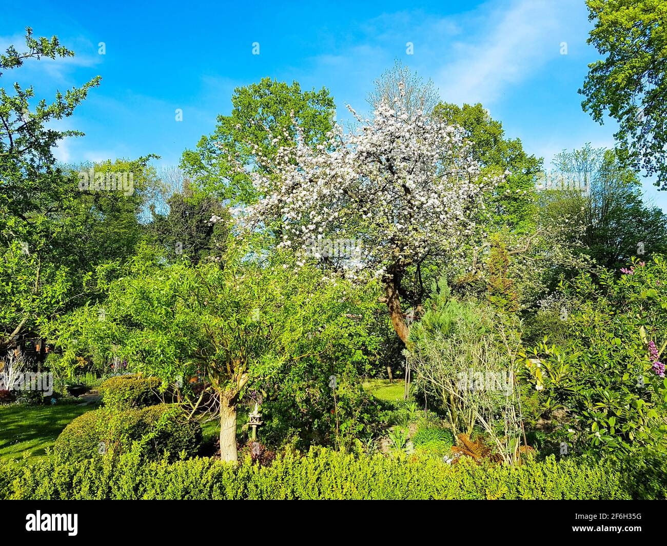 Obstbäume Laubbäume teilweise in Blüte mit Blüten in Grün gegen Himmel blau Wolken Cottage Garten Park Garten Permakultur Naturlandschaft Stockfoto