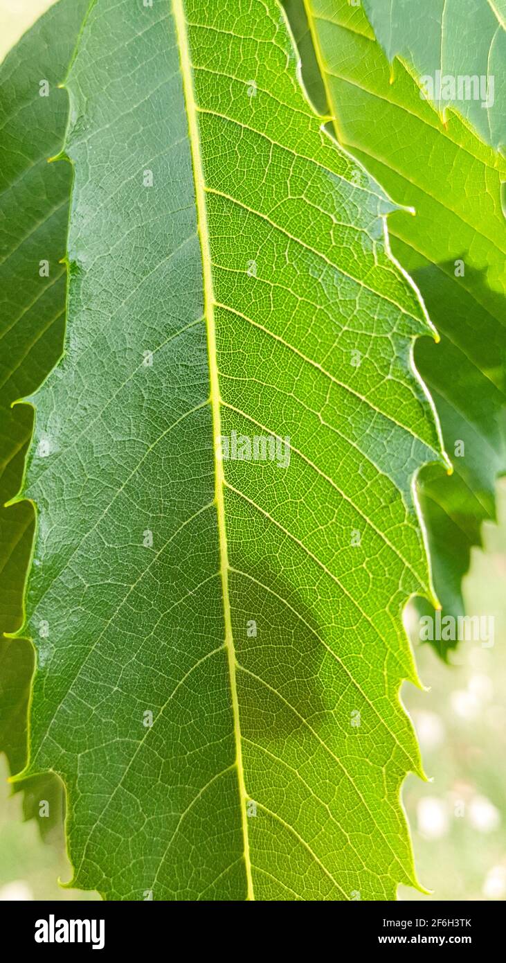 Blatt, Blätter, Baum, grün, grün, Natur, Pflanze, Wald, Sommer, Sonne, Strahlen, Struktur, Getreide Umwelt, Pflanzen, nachhaltig, Feder, Ast Stockfoto