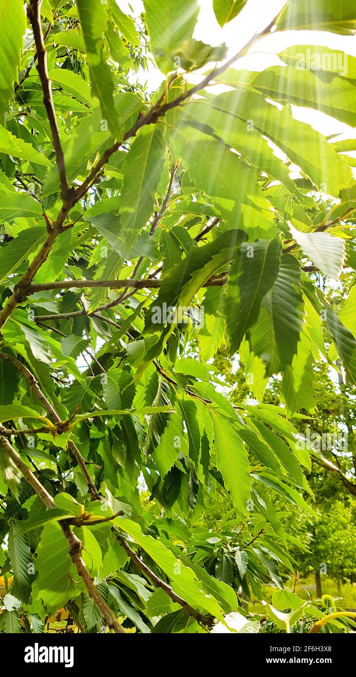 Edelkastanienblatt Blätter grün leuchten Sonne Strahlen leuchten Heller Park gemütliche ruhige Sommer Frühling Garten Natur Bäume Umweltschutz Stockfoto