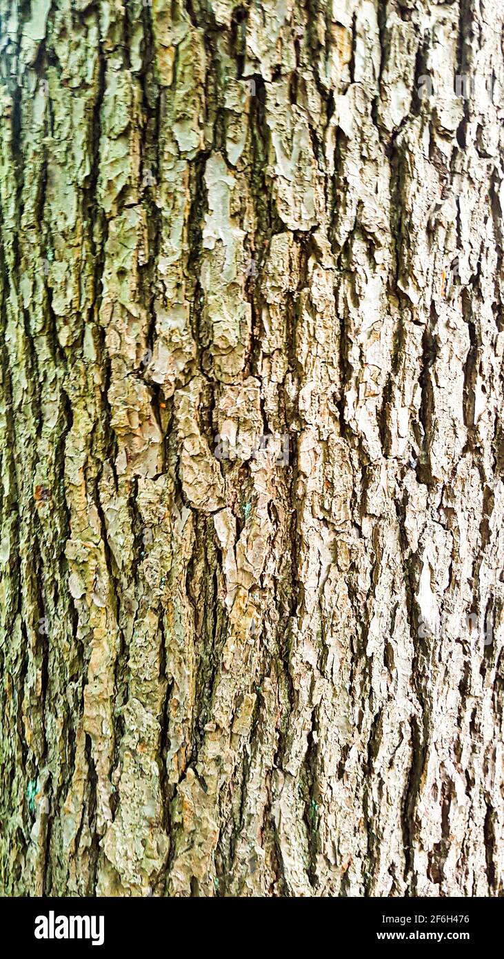 Baum Rinde rau alt geknackt Hintergrund Vorlage braun grün Struktur Korn Natur natürliche Wald Bäume nachhaltiges Holz Holzdesign Umwelt Stockfoto