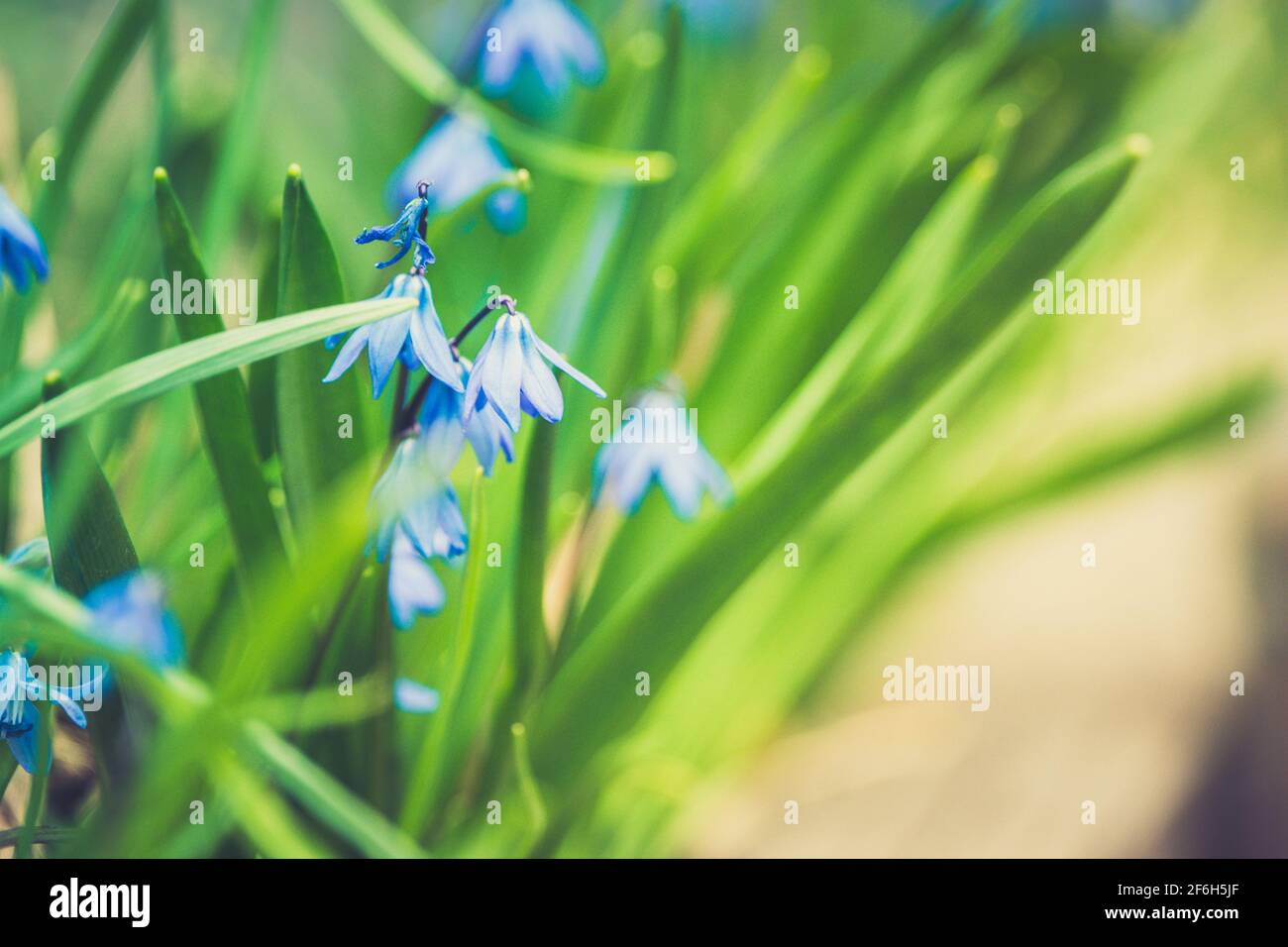 Blaue Scilla (Scilla Siberica) blühen im Garten. Geringe Schärfentiefe. Selektiven Fokus. Stockfoto