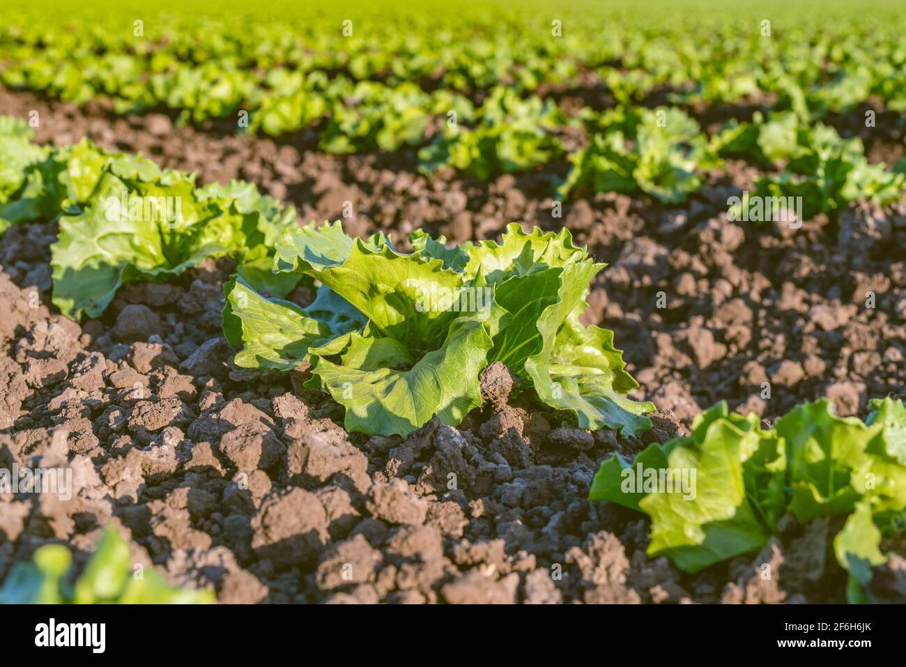 Junge Kohlpflanzen schließen sich in einer Reihe, die Aussaat im frühen Frühjahr. Landwirtschaftliches Feld in Santa Barbara County, Kalifornien Stockfoto