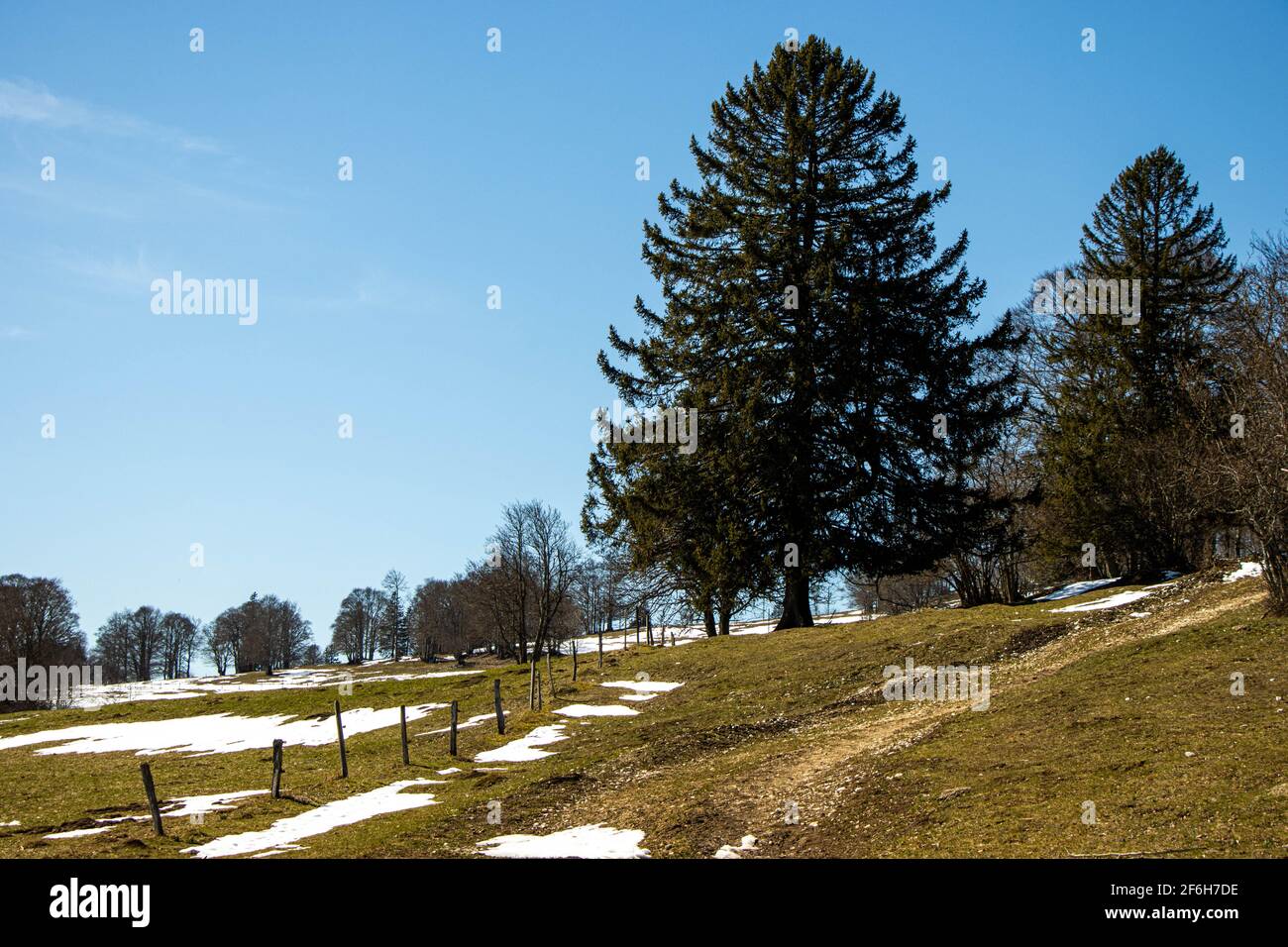 Landschaftsfoto einer Wiese mit Bäumen im Jurassic Mountains im Frühjahr. Stockfoto