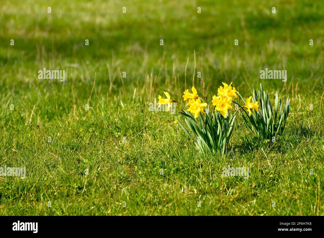 daffodil blüht im Frühling auf einer Wiese in Deutschland Stockfoto