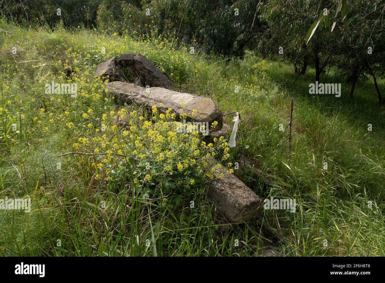 Ruinen einer Moschee des entvölkerten palästinensischen Dorfes al-Falluja, die 1948 zerstört wurde, auf dessen Ruinen der Plugot-Nationalpark im südlichen Teil Israels errichtet wurde. Stockfoto