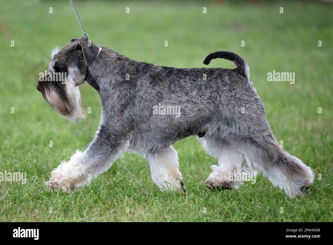 Schnauzer bewegt sich auf Gras Stockfoto