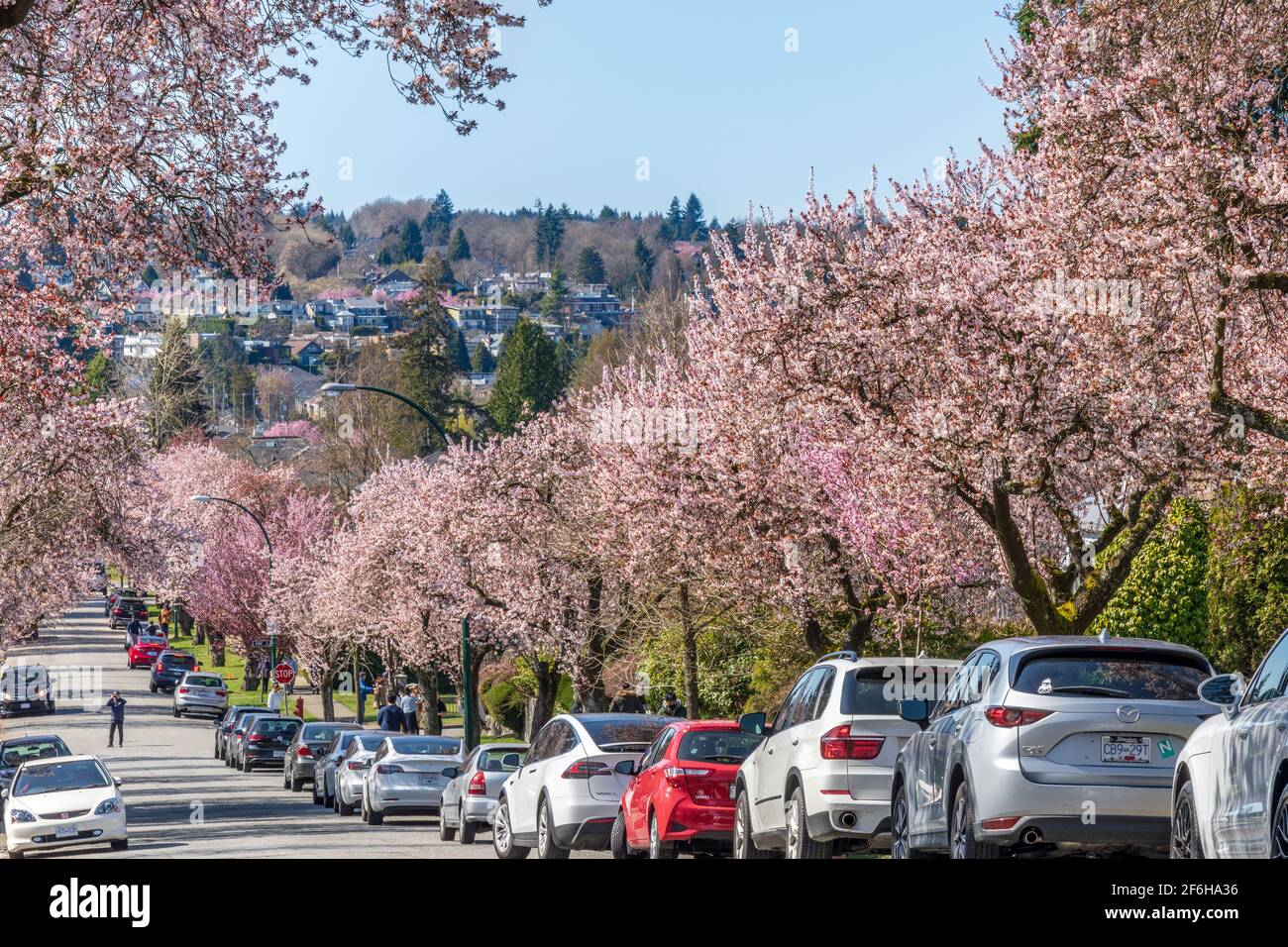 Kirschblüte in wunderschöner voller Blüte in der West 22nd Avenue, Arbutus Ridge Wohnviertel. Vancouver, BC, Kanada. Stockfoto