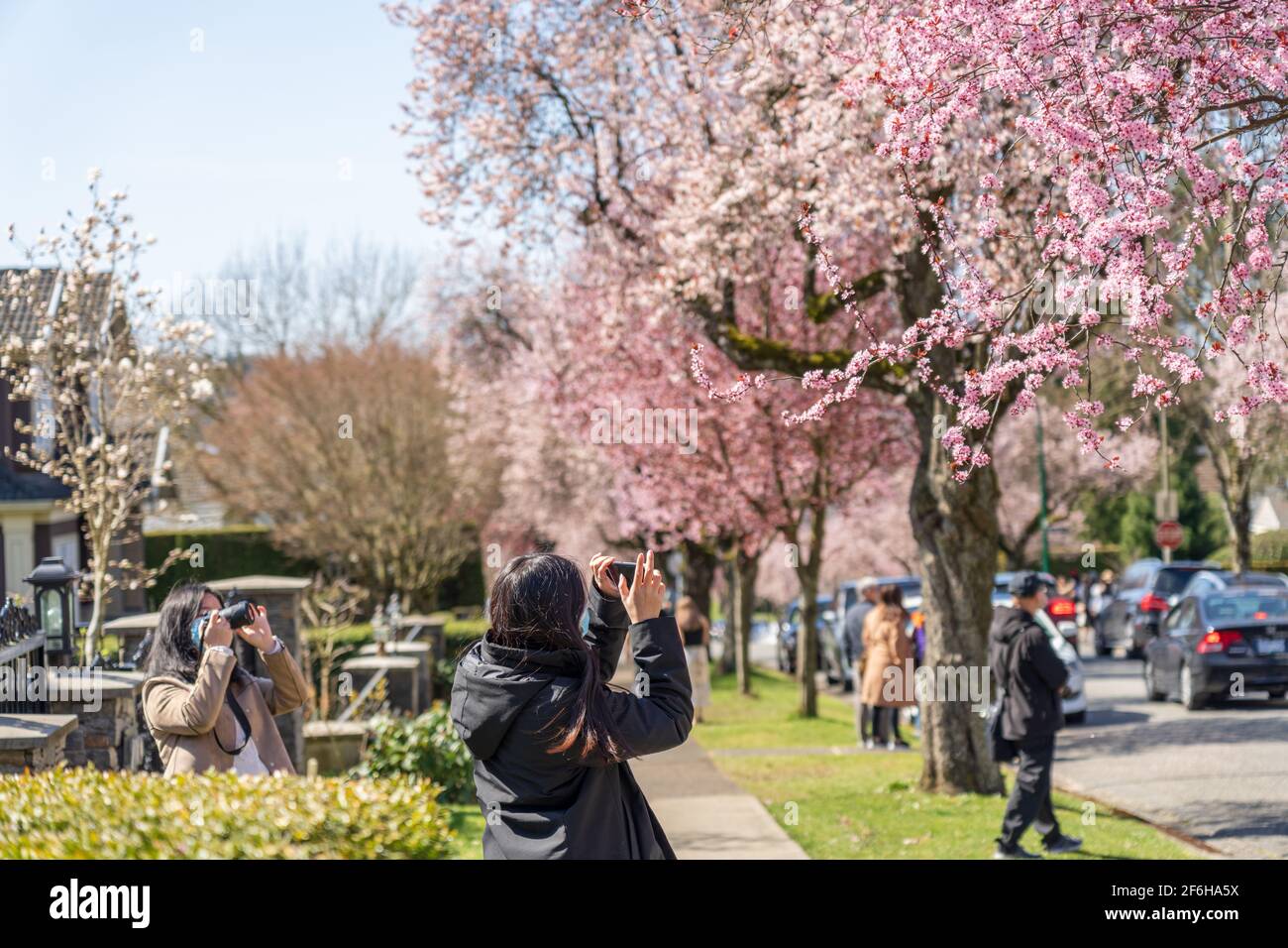 Die Menschen fotografieren und genießen die Kirschblüte in der West 22nd Avenue, dem Wohnviertel Arbutus Ridge. Vancouver, BC, Kanada. Stockfoto