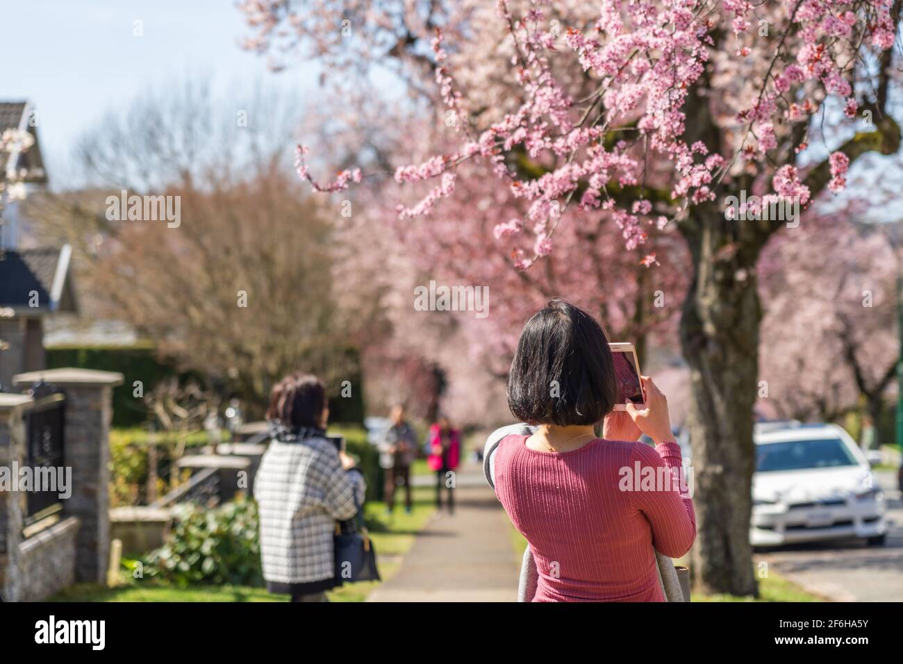 Die Menschen fotografieren und genießen die Kirschblüte in der West 22nd Avenue, dem Wohnviertel Arbutus Ridge. Vancouver, BC, Kanada. Stockfoto