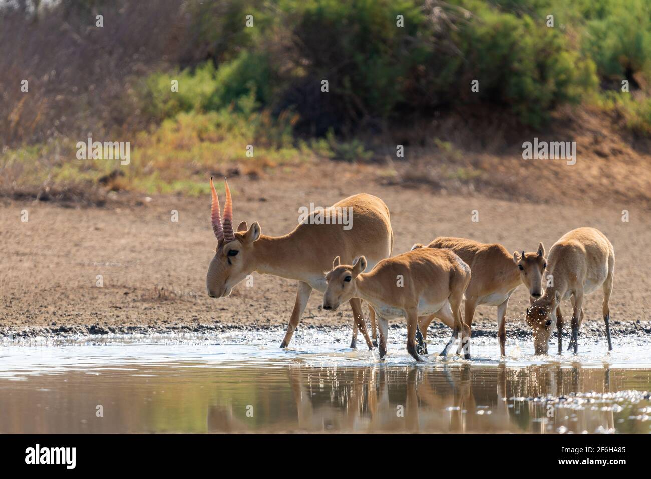 Saiga Antilope oder Saiga tatarica in der Steppe. Federal Naturschutzgebiet Mekletinskii, Kalmückien, Russland. Stockfoto