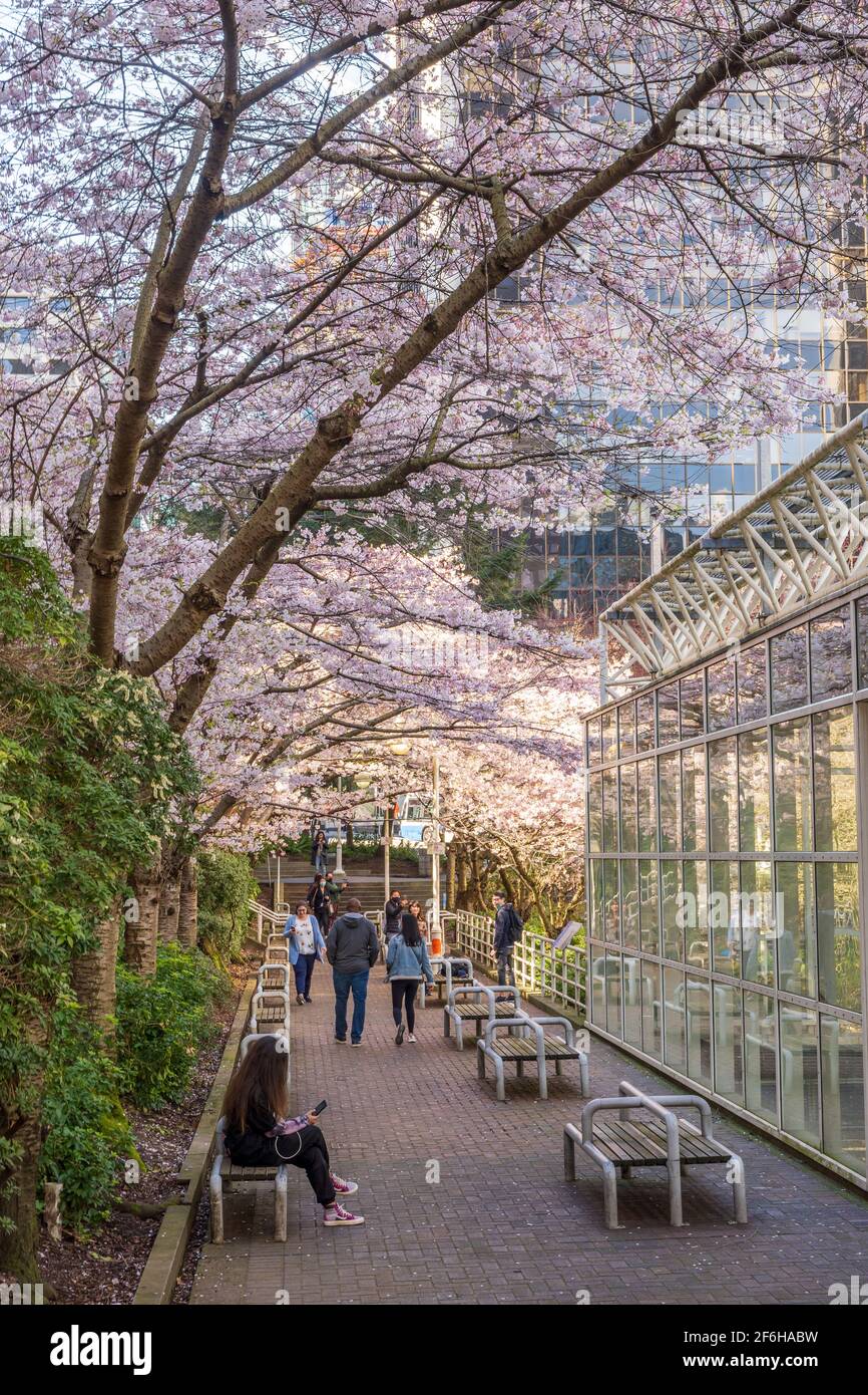 Kirschblüte in wunderschöner voller Blüte in Burrard Station, Art Phillips Park. Vancouver, BC, Kanada. Stockfoto