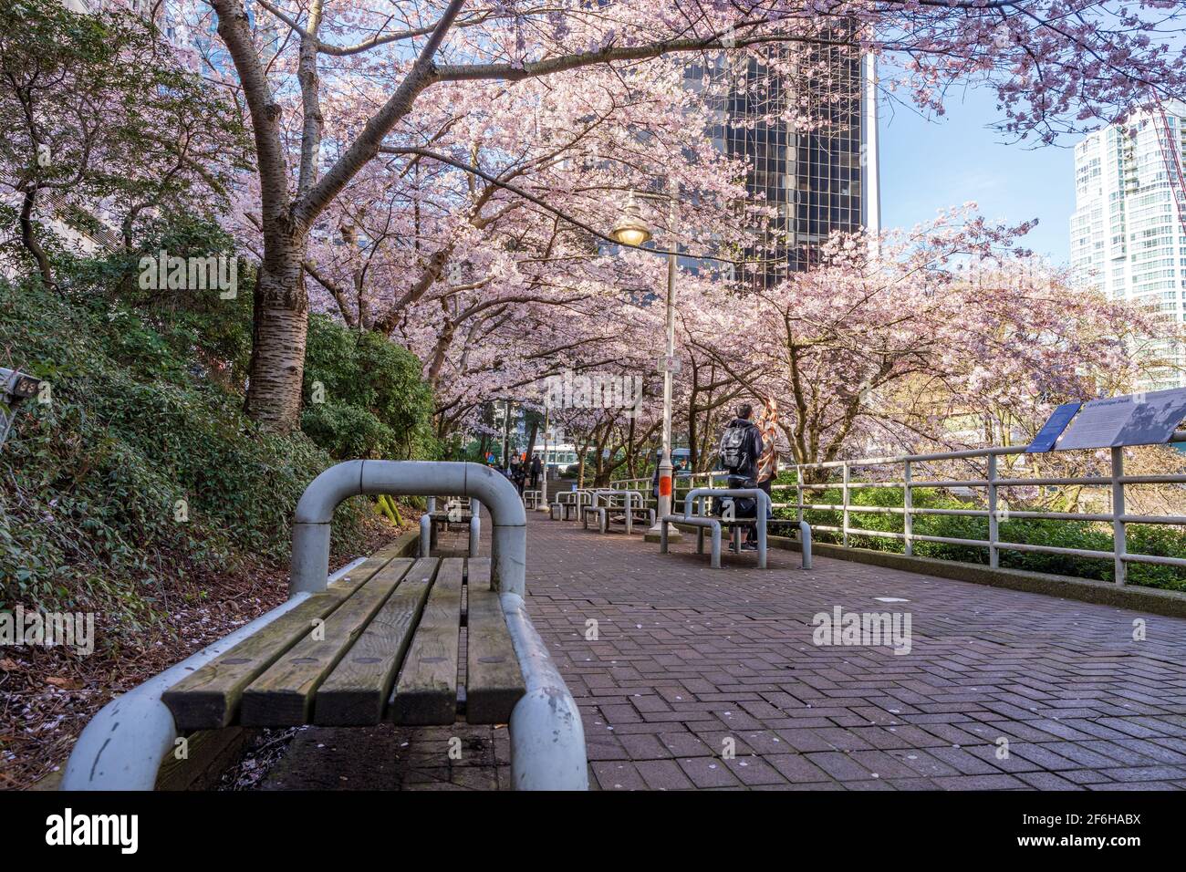 Kirschblüte in wunderschöner voller Blüte in Burrard Station, Art Phillips Park. Vancouver, BC, Kanada. Stockfoto