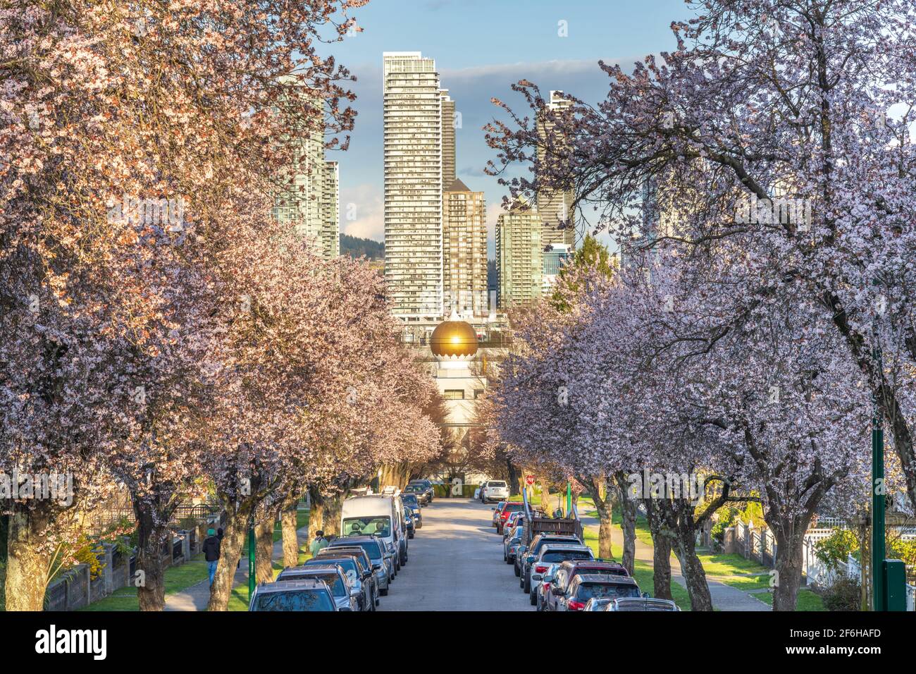 Die Kirschblüte der Stadt Vancouver in der East 3rd Avenue, Hastings-Sunrise, blüht in wunderschöner Vollblüte. Akali Singh Sikh Society Tempel im Hintergrund. Kanada. Stockfoto