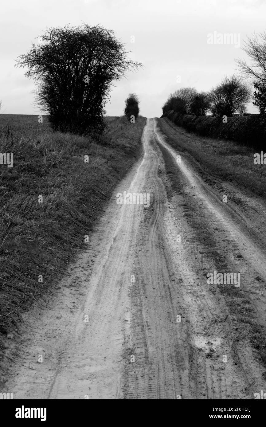 Track auf Sparsholt Down, Lambourn Downs, Oxfordshire, England, Großbritannien Stockfoto