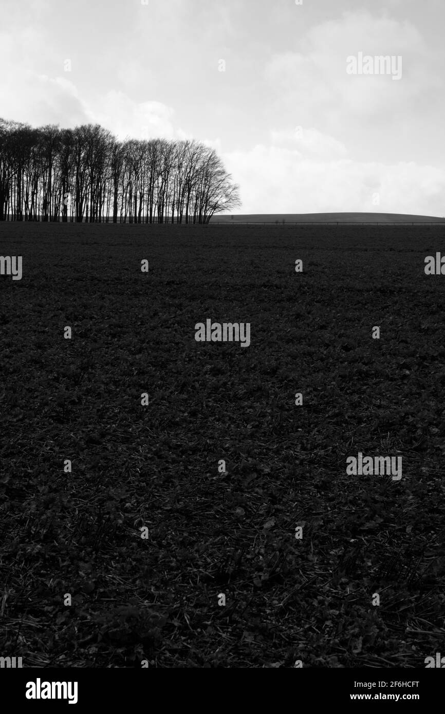 Westcot Down, Lambourn Downs, Oxfordshire, England, Großbritannien Stockfoto