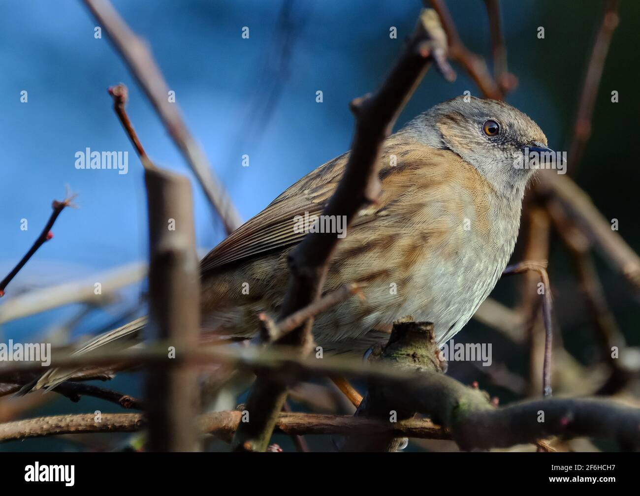 Der Dunnock ist ein kleiner Sperlingsvogel, der im gesamten gemäßigten Europa und im asiatischen Russland zu finden ist. Stockfoto