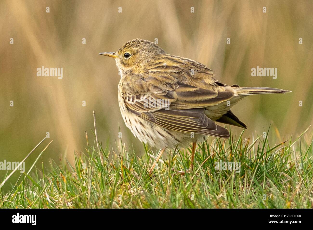 Skylark Stockfoto