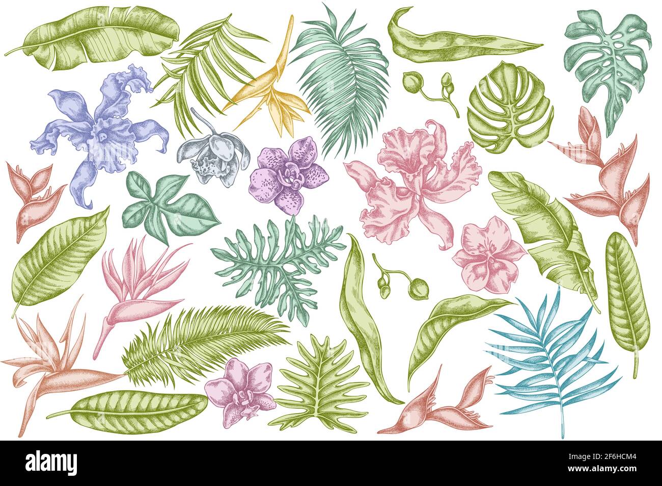 Vektor-Set aus handgezeichneten Pastell-Monstera, Bananenpalmenblättern, strelitzia, Heliconia, tropischen Palmenblättern, Orchidee Stock Vektor