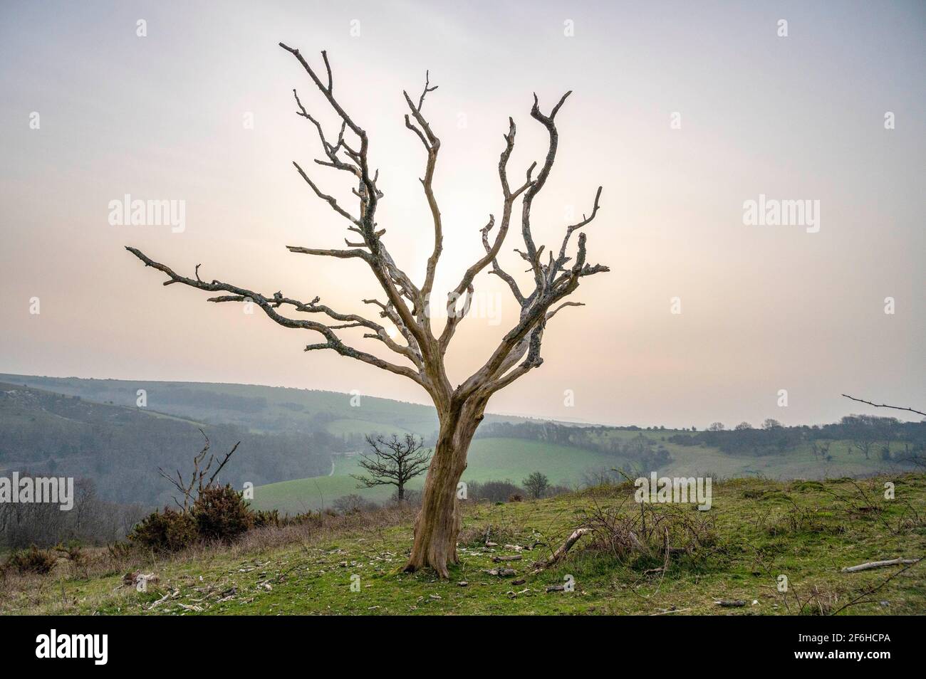 Brighton Großbritannien 30. März 2021 - ein alter toter Baum am Devils Dike entlang des South Downs Way in der Nähe von Brighton, als die Sonne versucht, den frühen Morgennebel abzubrennen. Das Wetter wird über das Osterwochenende viel kälter und Schnee wird sogar für Montag vorhergesagt : Credit Simon Dack / Alamy Live News Stockfoto