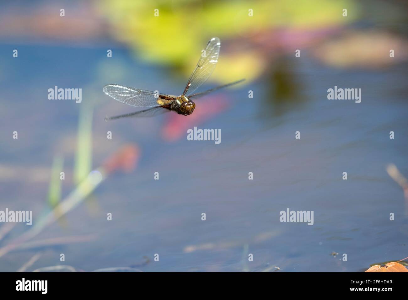 Breiter Körper Chaser Libelle; Libellula depressa; Weiblich im Flug; Großbritannien Stockfoto